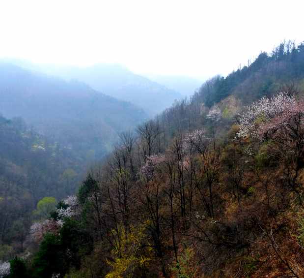 山東和山西的山，指的到底是哪座山？