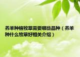 養(yǎng)羊種植牧草需要哪些品種（養(yǎng)羊種什么牧草好相關(guān)介紹）