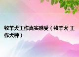 牧羊犬工作真實(shí)感受（牧羊犬 工作犬種）