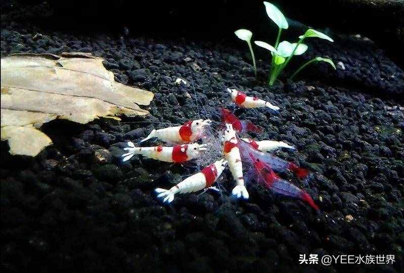 人工改良觀賞蝦，入市被熱捧，賣出8萬(wàn)天價(jià)后跌到2元