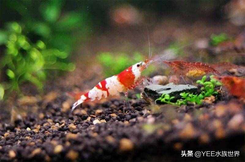 人工改良觀賞蝦，入市被熱捧，賣出8萬(wàn)天價(jià)后跌到2元