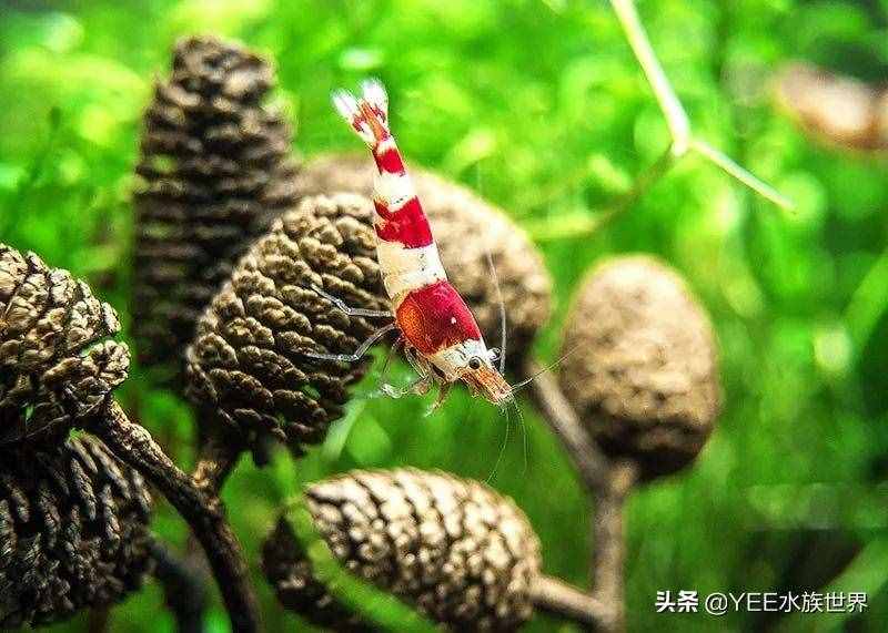 人工改良觀賞蝦，入市被熱捧，賣出8萬(wàn)天價(jià)后跌到2元