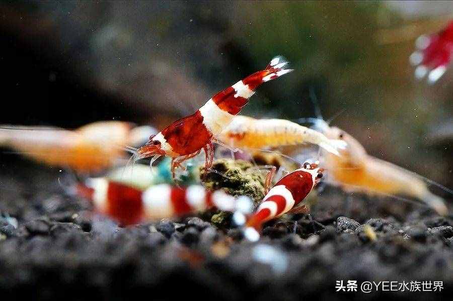 人工改良觀賞蝦，入市被熱捧，賣出8萬(wàn)天價(jià)后跌到2元