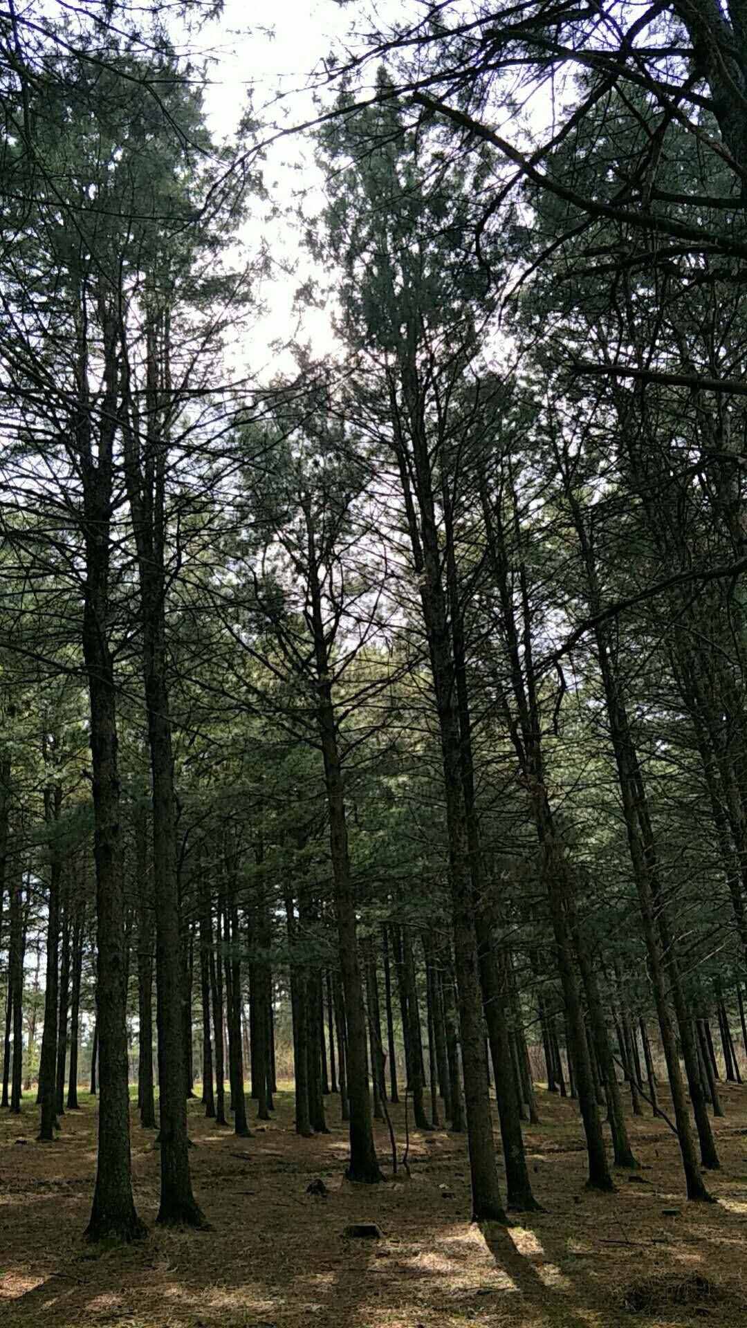 您知道有哪些贊美松樹的古詩詞嗎？
