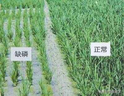 磷肥是什么？有什么功能？怎樣用？半懂不懂，少不了吃虧上當
