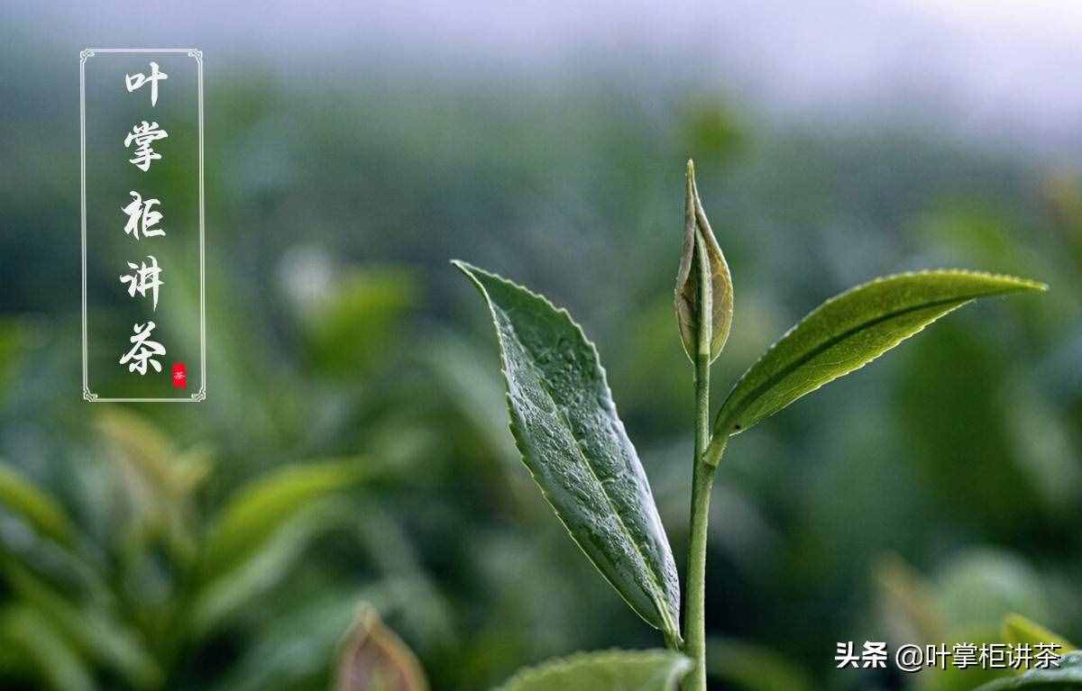 如何正確沖泡鐵觀音？從四個(gè)角度教你怎么泡出更好喝的鐵觀音