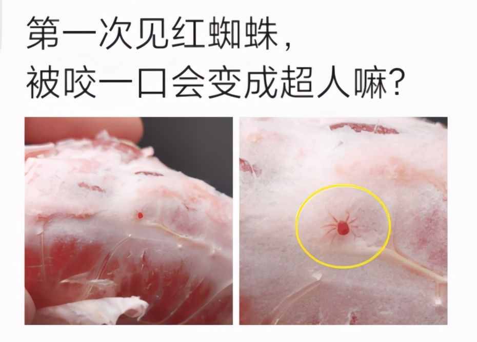 第一次見(jiàn)紅蜘蛛，被咬一口會(huì)變超人嗎？真開(kāi)眼了