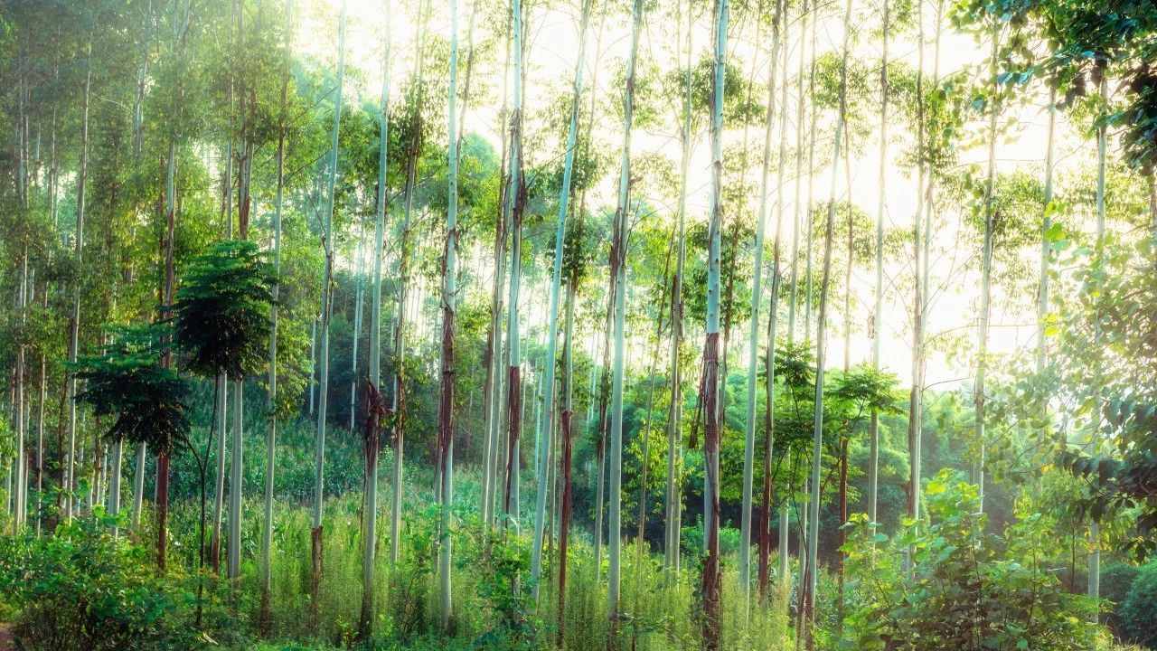 這些溫柔的四字成語，太美了，讀起來，嘴角含香