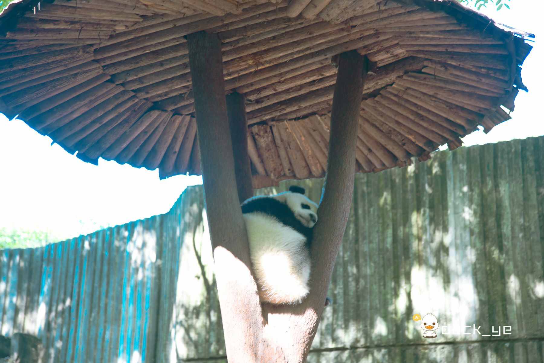 成都旅游必打卡六大景點(diǎn)，首推是個(gè)免費(fèi)公園，寬窄巷子只能排第五