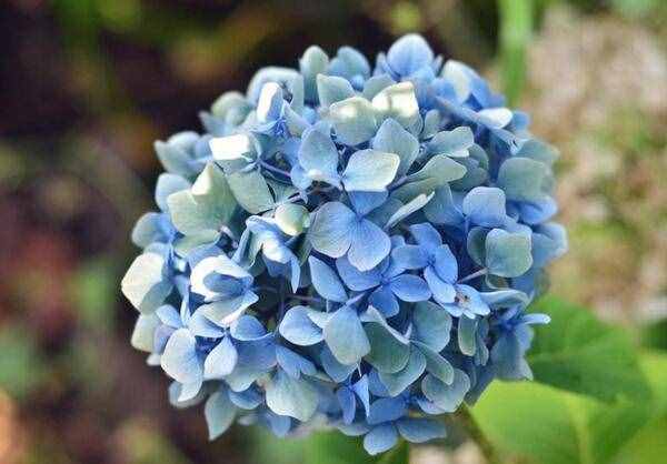 繡球花花語是什么，不同顏色各有含義/適合送給哪些人