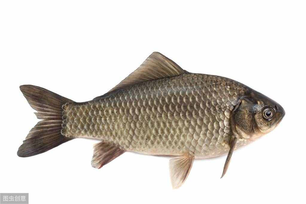 常見淡水魚介紹，讓你菜市場買魚不再怕買錯，進階高手