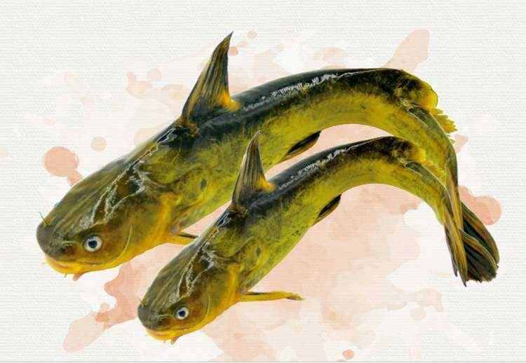 常見淡水魚介紹，讓你菜市場買魚不再怕買錯，進階高手
