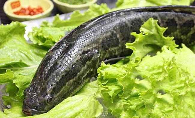 常見淡水魚介紹，讓你菜市場買魚不再怕買錯，進階高手