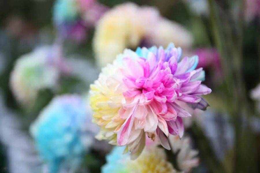 驚艷！七彩菊花，炫酷你的眼~