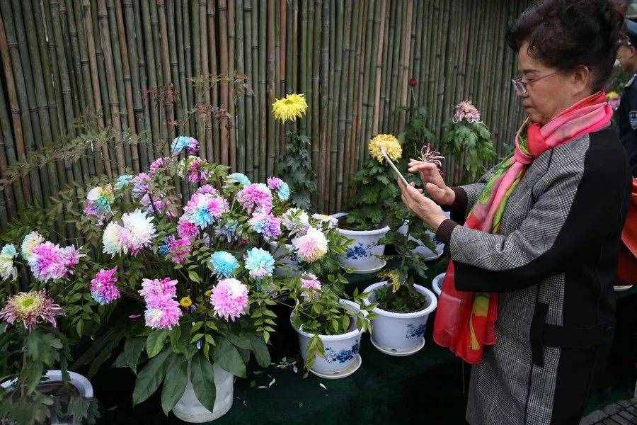 驚艷！七彩菊花，炫酷你的眼~