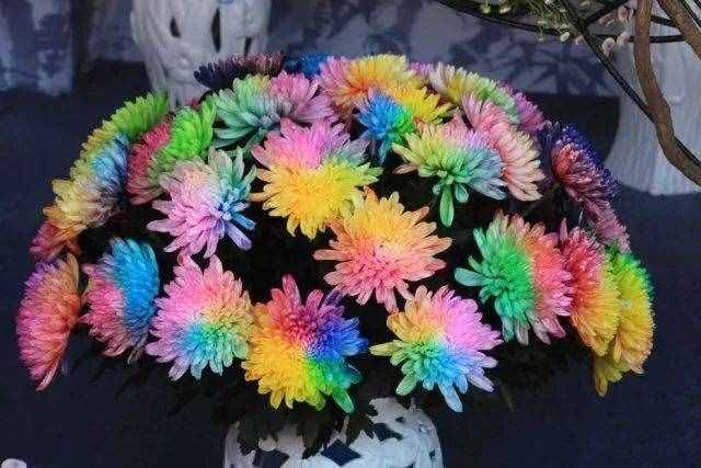 驚艷！七彩菊花，炫酷你的眼~