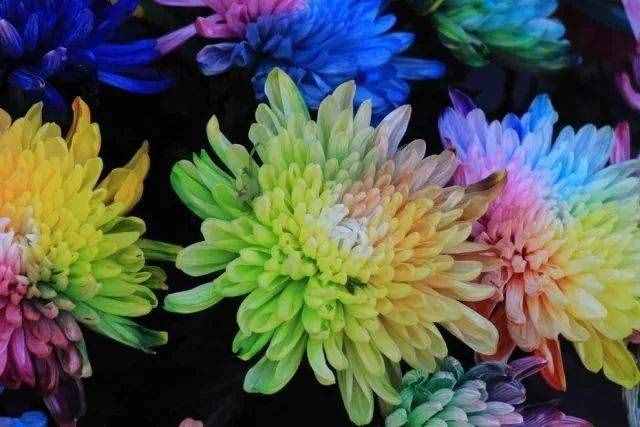 驚艷！七彩菊花，炫酷你的眼~
