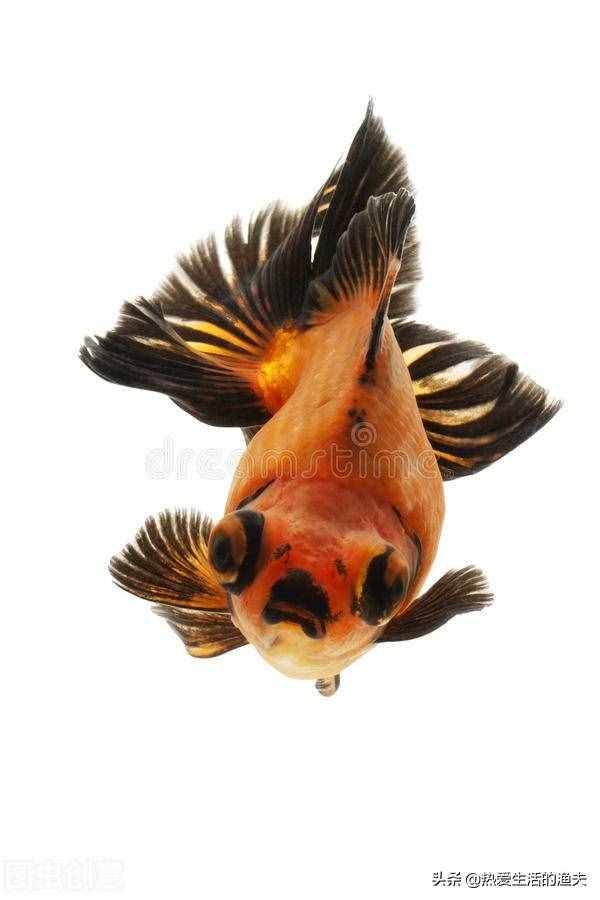 養(yǎng)好金魚日常要注意哪些事項？