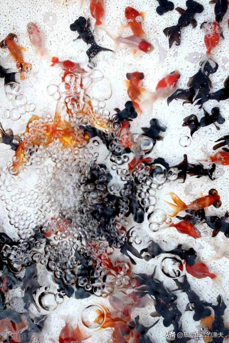 養(yǎng)好金魚日常要注意哪些事項？