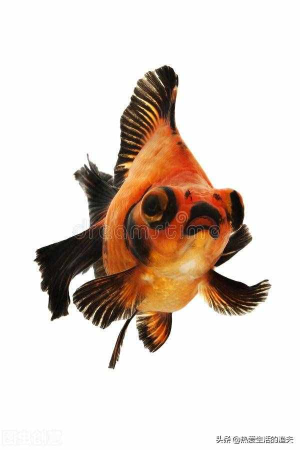 養(yǎng)好金魚日常要注意哪些事項？