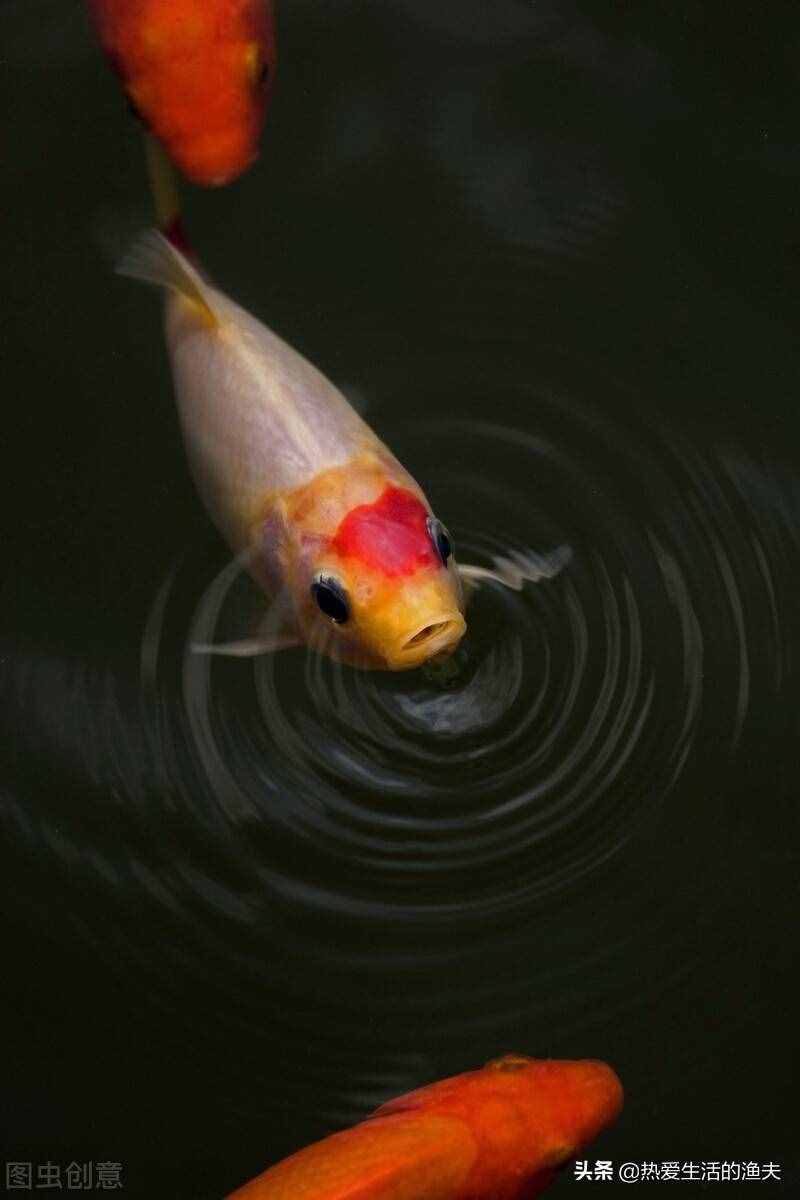 養(yǎng)好金魚日常要注意哪些事項？