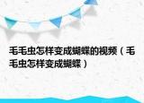 毛毛蟲怎樣變成蝴蝶的視頻（毛毛蟲怎樣變成蝴蝶）