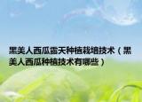 黑美人西瓜露天種植栽培技術(shù)（黑美人西瓜種植技術(shù)有哪些）