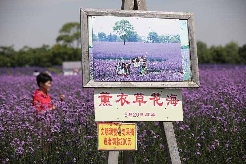 薰衣草花海盛開，上海青浦尋夢園景區(qū)“正是一年好風景”……
