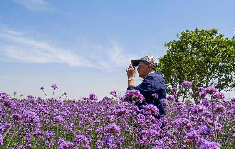 薰衣草花海盛開，上海青浦尋夢園景區(qū)“正是一年好風景”……