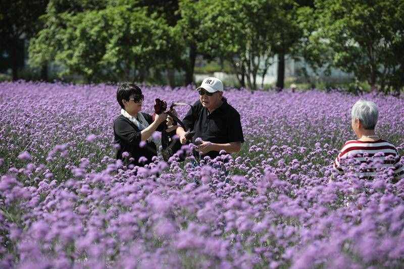 薰衣草花海盛開，上海青浦尋夢園景區(qū)“正是一年好風景”……