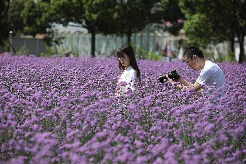 薰衣草花海盛開，上海青浦尋夢園景區(qū)“正是一年好風景”……