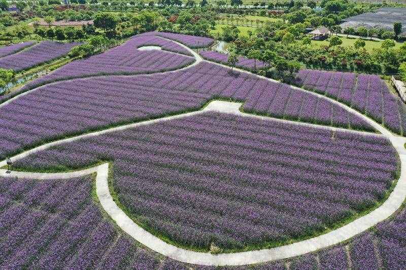 薰衣草花海盛開，上海青浦尋夢園景區(qū)“正是一年好風景”……