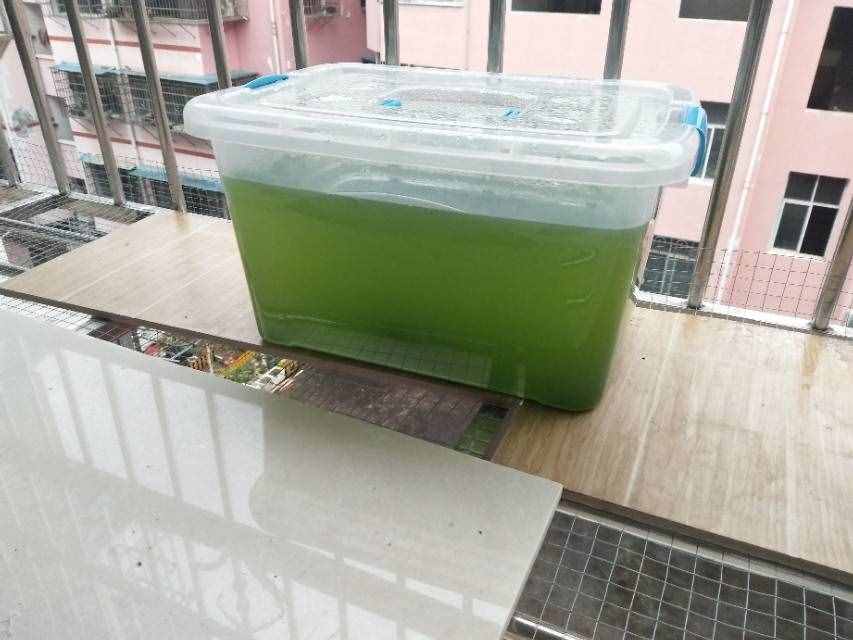 養(yǎng)水蚤干貨！綠水和水蚤的低成本培養(yǎng)方法，以及作用和關(guān)聯(lián)。