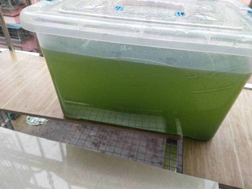 養(yǎng)水蚤干貨！綠水和水蚤的低成本培養(yǎng)方法，以及作用和關(guān)聯(lián)。