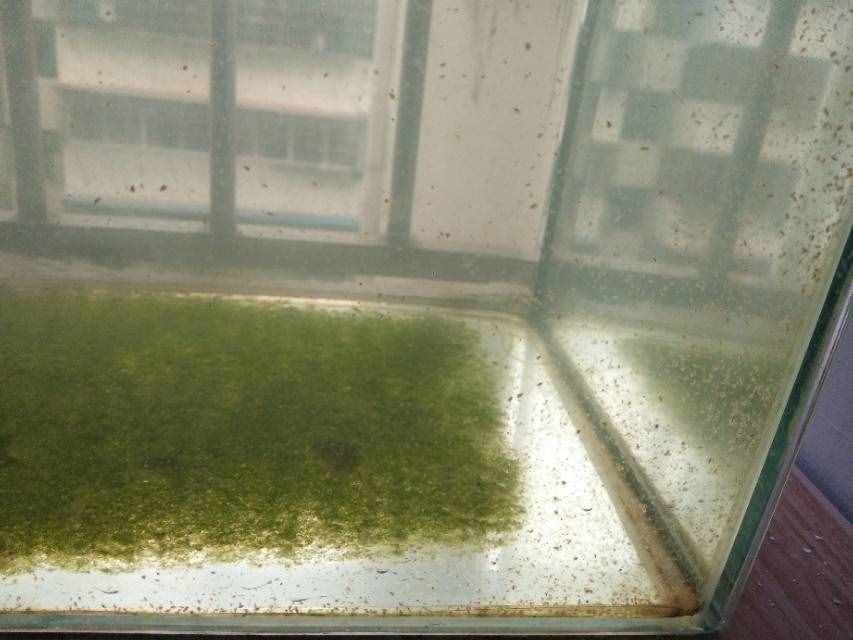 養(yǎng)水蚤干貨！綠水和水蚤的低成本培養(yǎng)方法，以及作用和關(guān)聯(lián)。