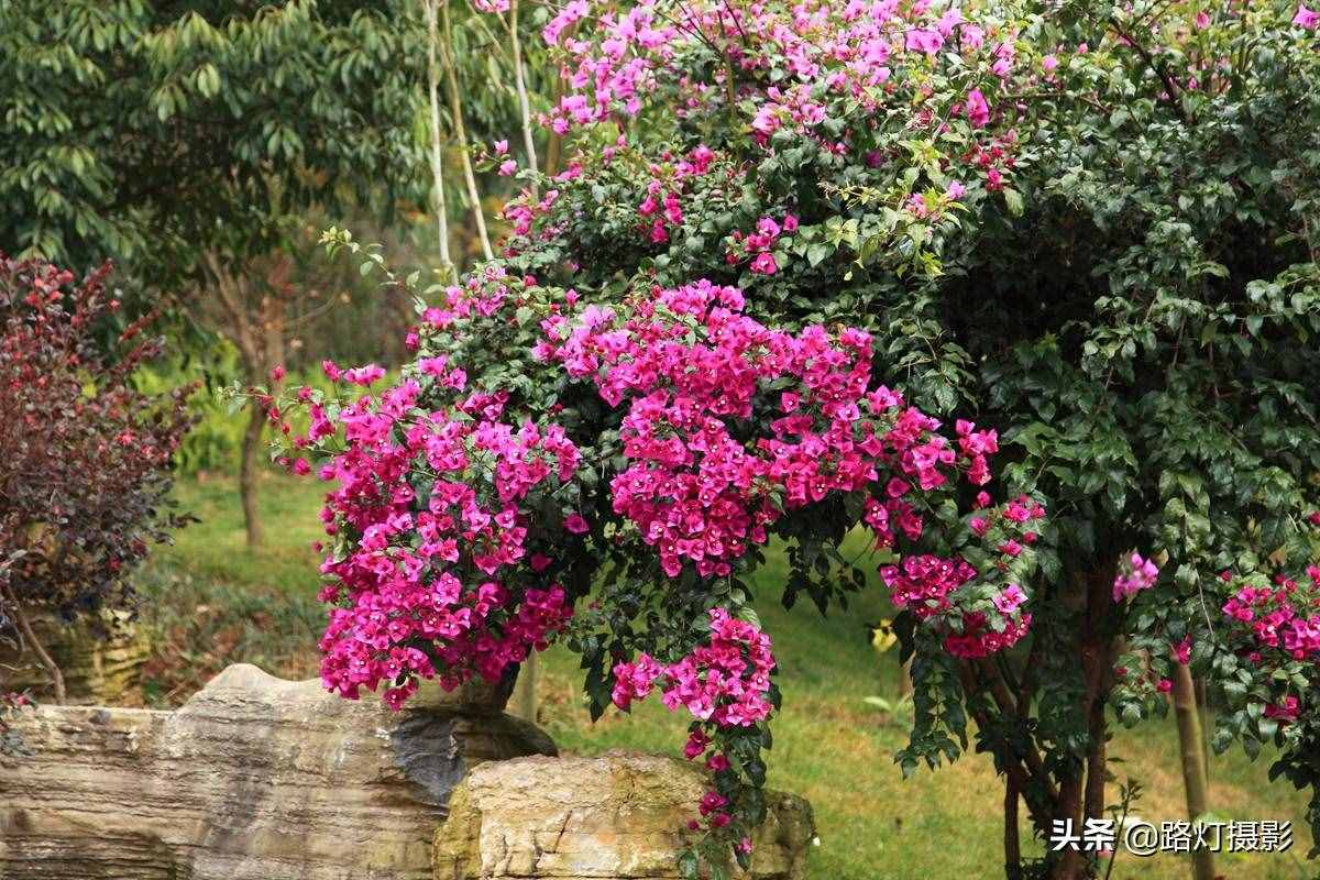 中國有兩個“春城”，一個在南方，一個在北方，你知道是哪里嗎？