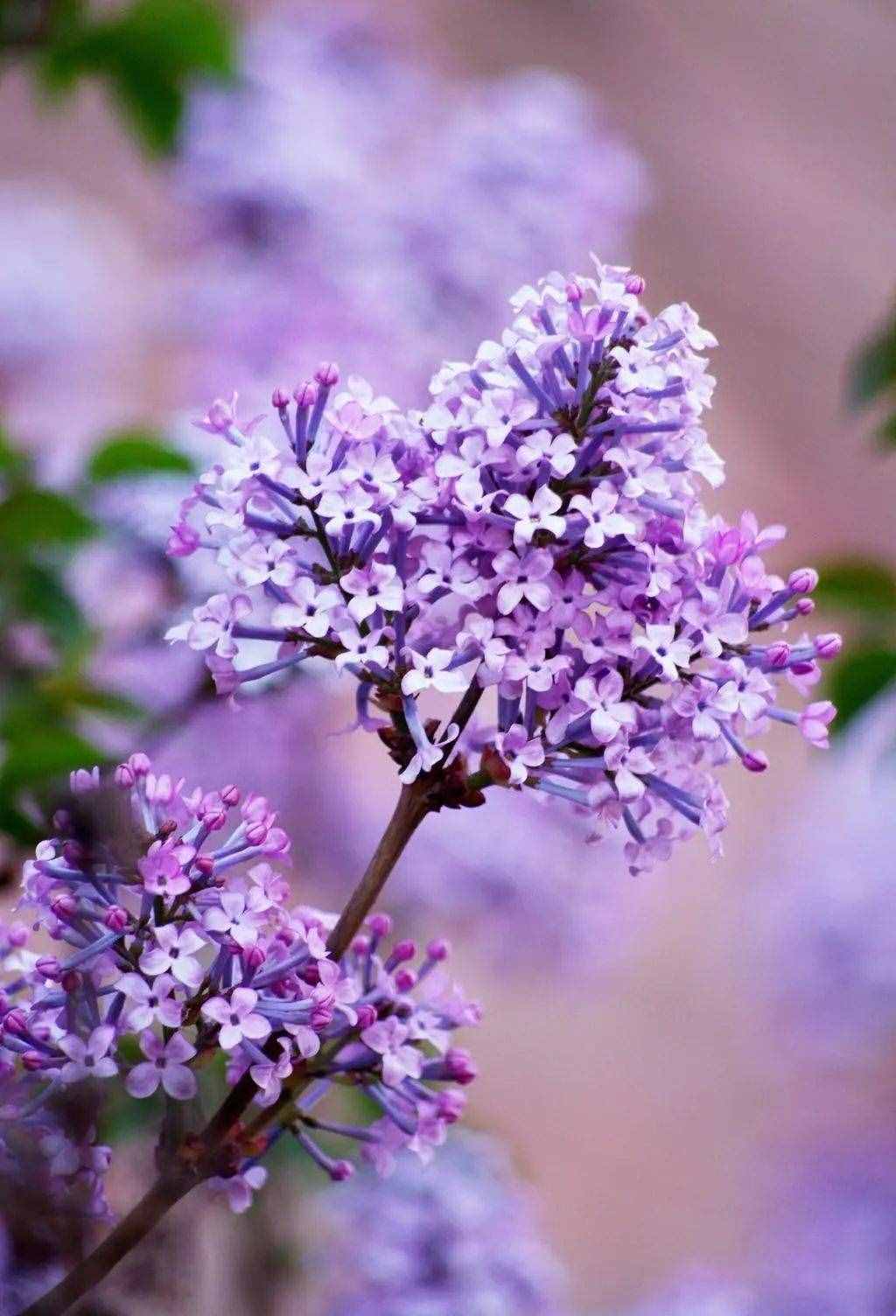 養(yǎng)一盆小家碧玉的丁香花，清秀淡雅，著實(shí)惹人憐惜！