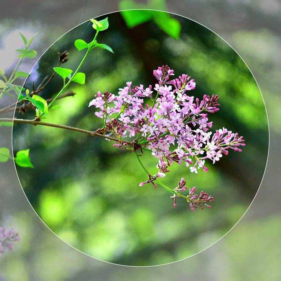 養(yǎng)一盆小家碧玉的丁香花，清秀淡雅，著實(shí)惹人憐惜！