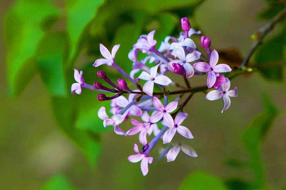 養(yǎng)一盆小家碧玉的丁香花，清秀淡雅，著實(shí)惹人憐惜！