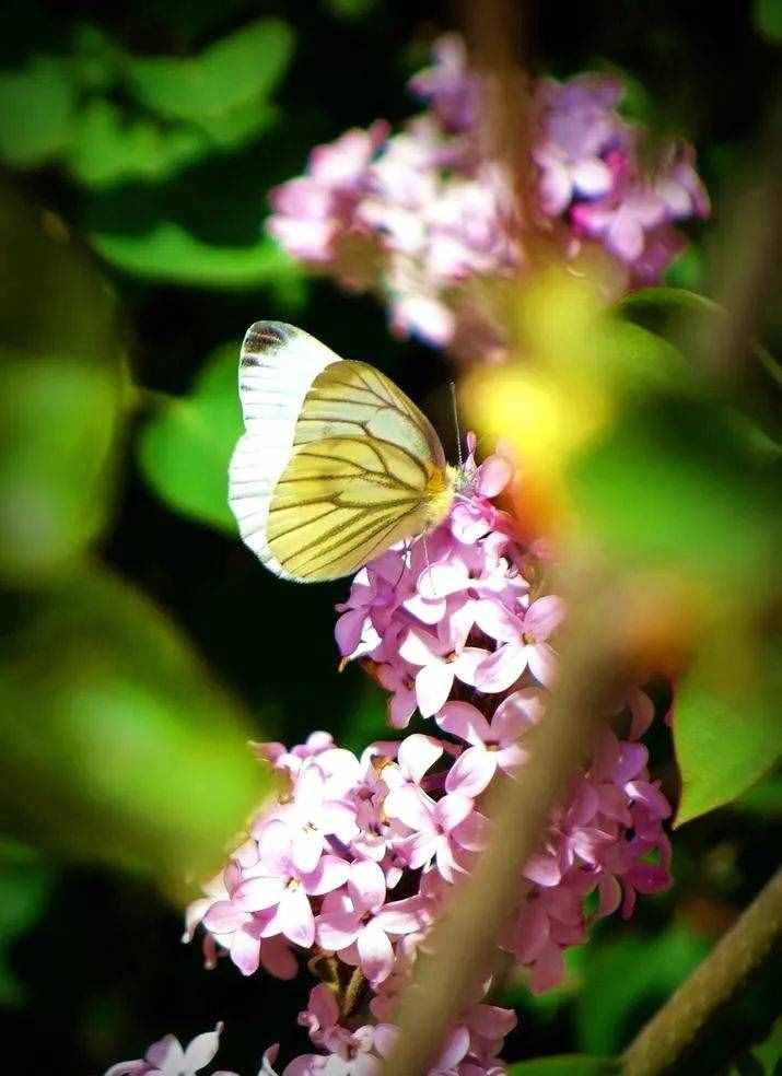 養(yǎng)一盆小家碧玉的丁香花，清秀淡雅，著實(shí)惹人憐惜！