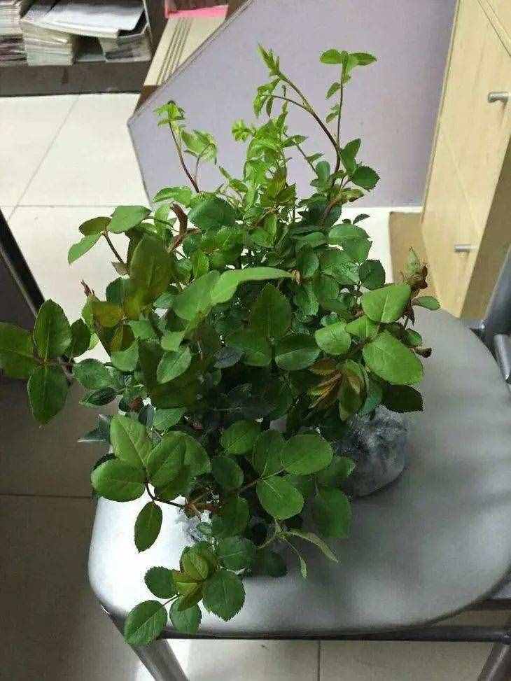 養(yǎng)一盆小家碧玉的丁香花，清秀淡雅，著實(shí)惹人憐惜！