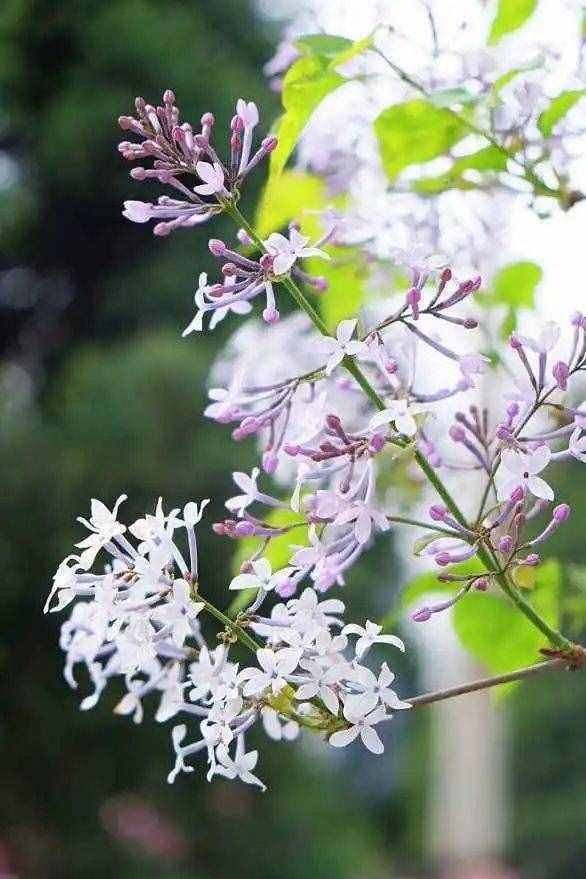養(yǎng)一盆小家碧玉的丁香花，清秀淡雅，著實(shí)惹人憐惜！