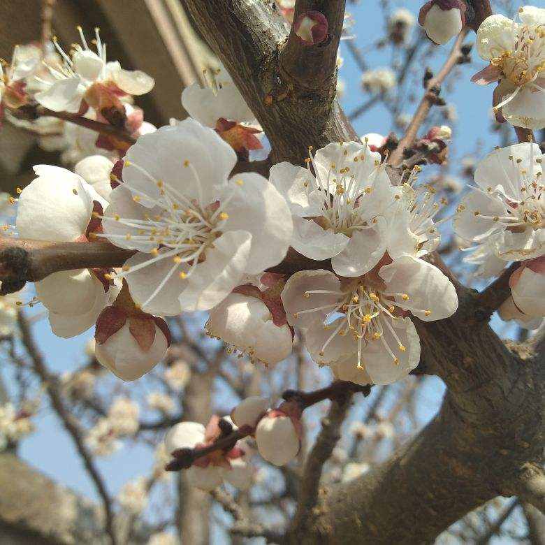 每個月都有不同花神，你出生的月份是什么花？