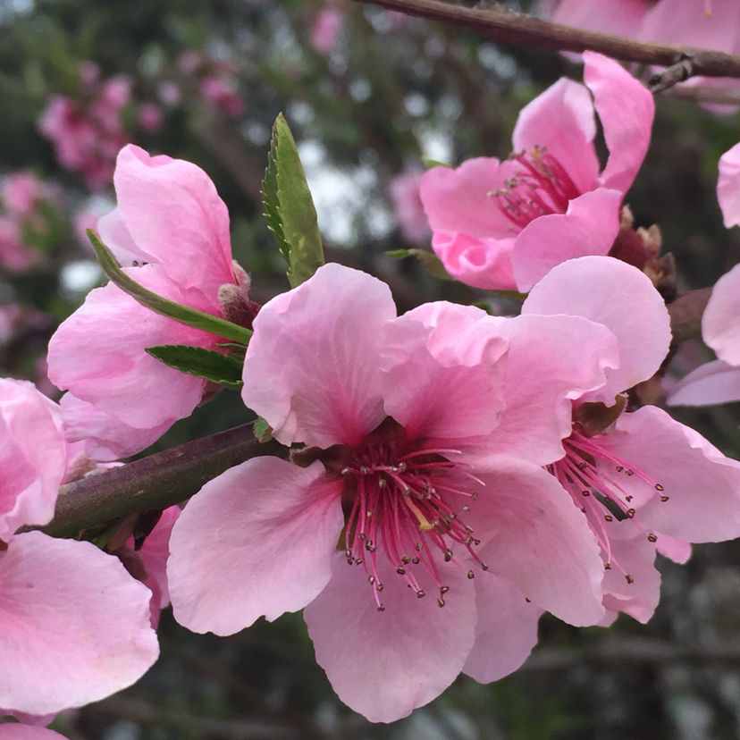 每個月都有不同花神，你出生的月份是什么花？