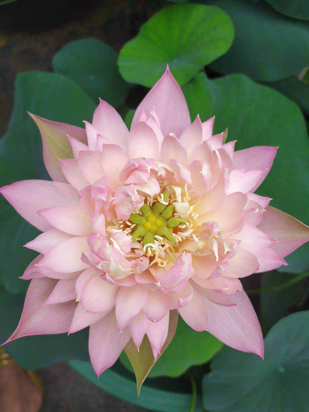 每個月都有不同花神，你出生的月份是什么花？