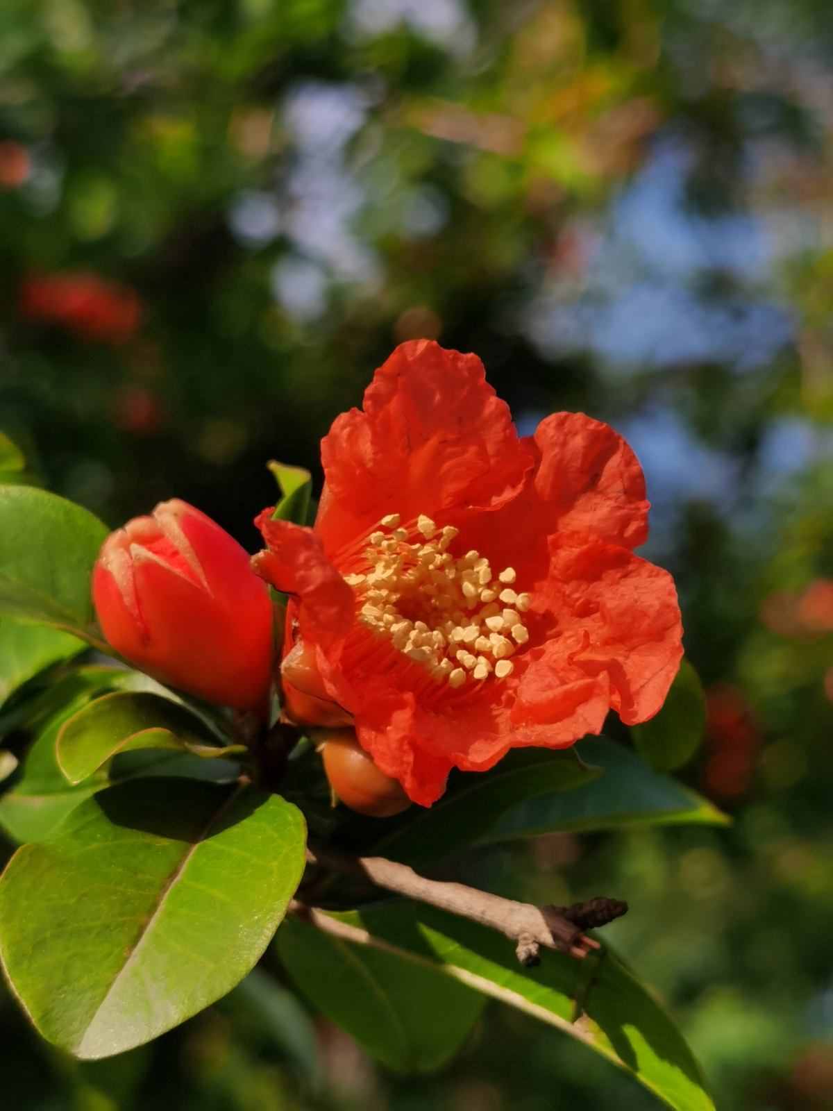 每個月都有不同花神，你出生的月份是什么花？