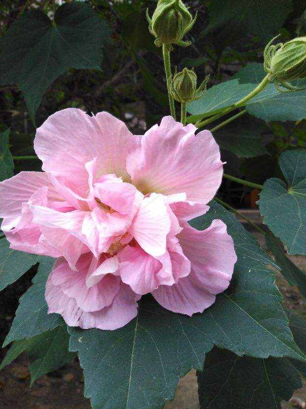 每個月都有不同花神，你出生的月份是什么花？