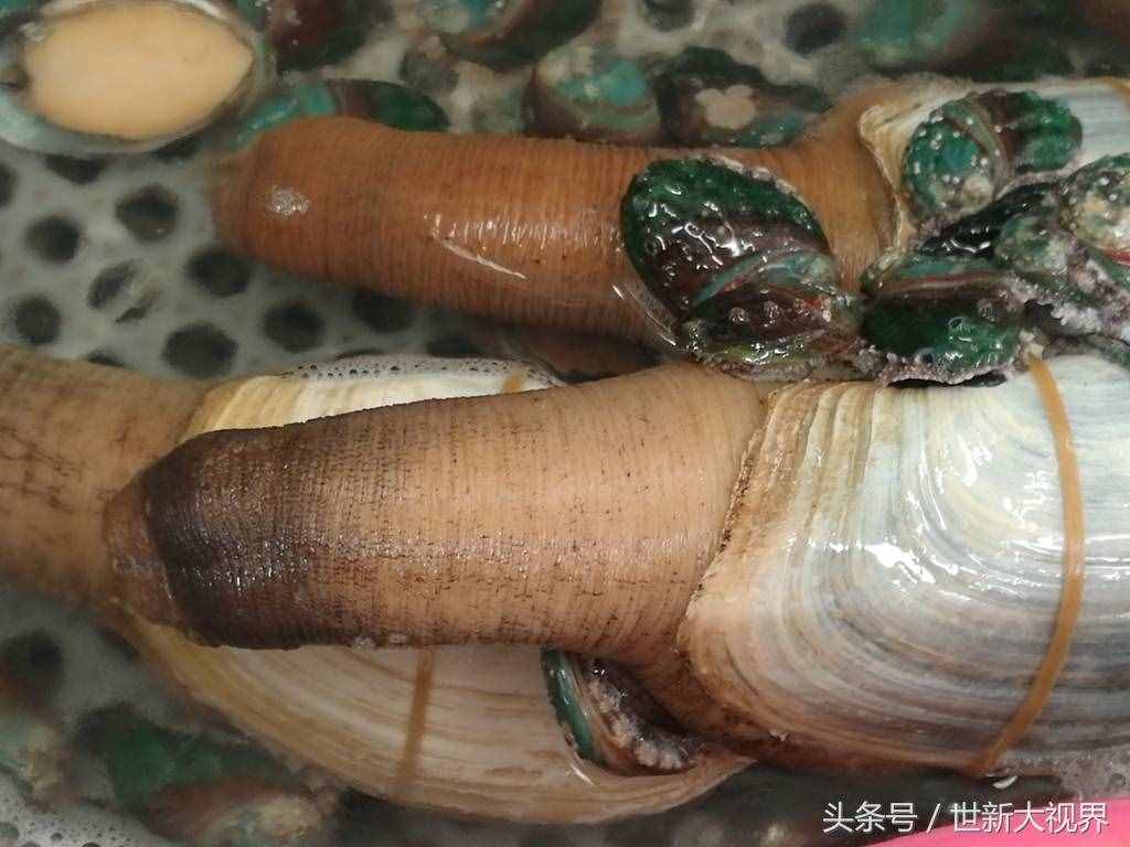 30公分80元一公斤象拔蚌上市 由于太貴需求少被迫和鮑魚擠在一起