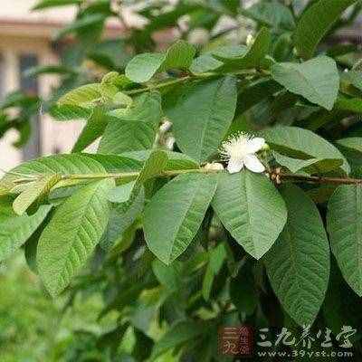 芭樂的營養(yǎng)價值 芭樂有哪些價值
