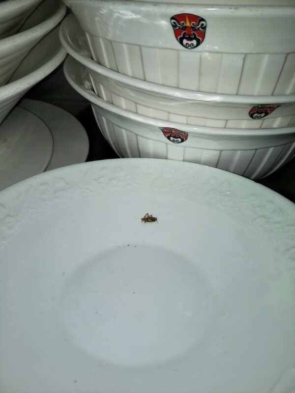 俏江南后廚再曝黑幕：老鼠屎遍布，死蟑螂臥餐盤三天無人處理